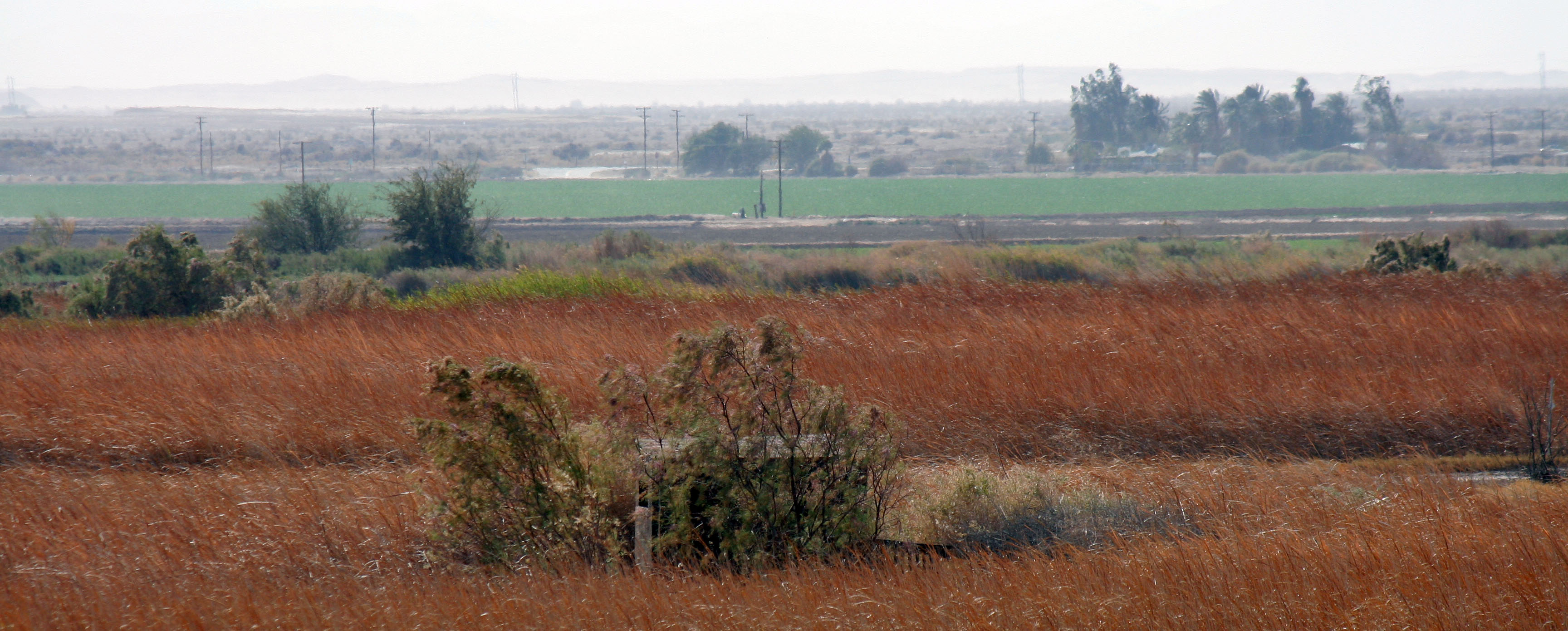 Sonny Bono NWR Photo Blind (2796)