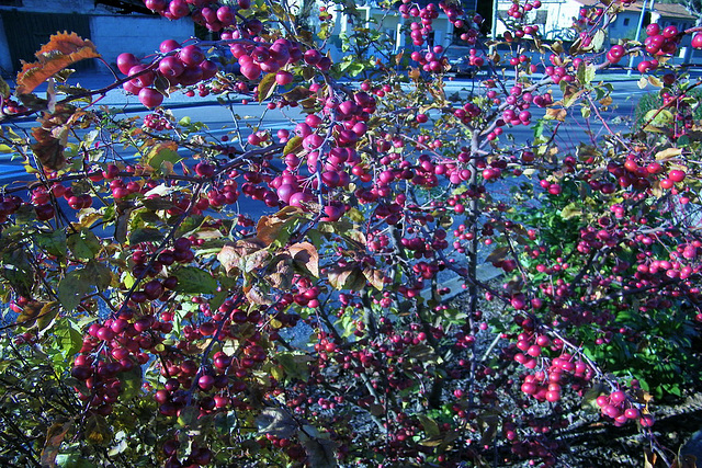 Buissons de baies mauves