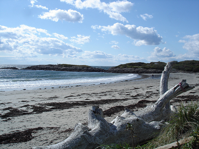 Plage et épaves d'arbres / Beach and trees wrecks - 11 octobre 2009.