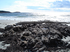 Plage et épaves d'arbres / Beach and trees wrecks - 11 octobre 2009.