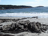 Plage et épaves d'arbres / Beach and trees wrecks - 11 octobre 2009.