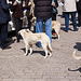 20120315 7742RAw [TR] Hunde, Milet, Türkei