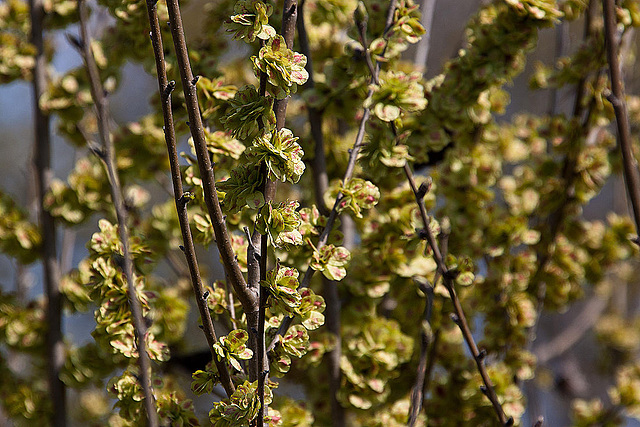 20120315 7731RAw [TR] Milet