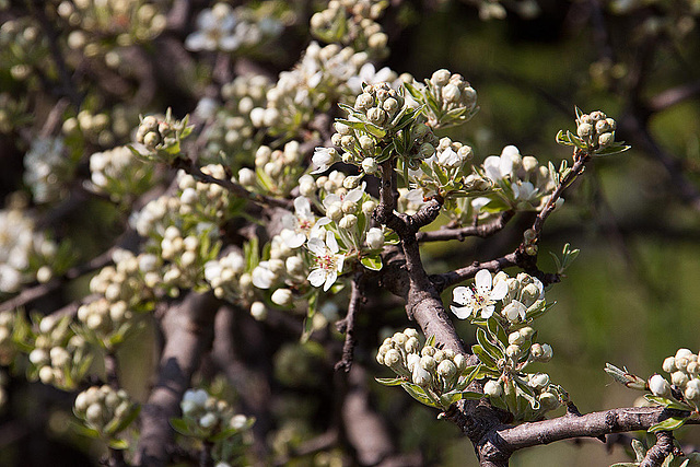 20120315 7724RAw [TR] Milet