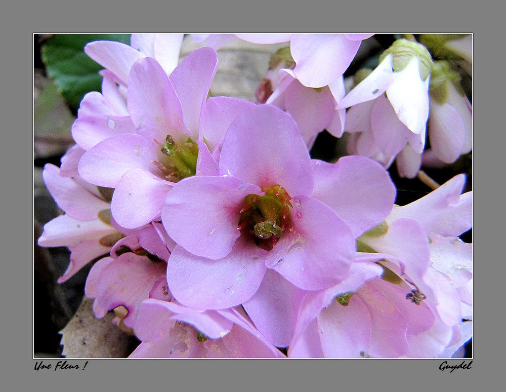 Une Fleur (... inconnue !) maintenant connue grâce à DOMCHO: Bergenia Cordifolia !