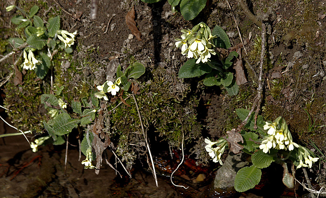 Schlüsselblumen - Himmelsschlüsselchen