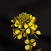 20120315 7713RAw [TR] Milet