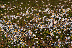 20120315 7703RAw [TR] Kusadasi