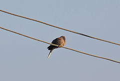 20120315 7701RAw [TR] Kusadasi