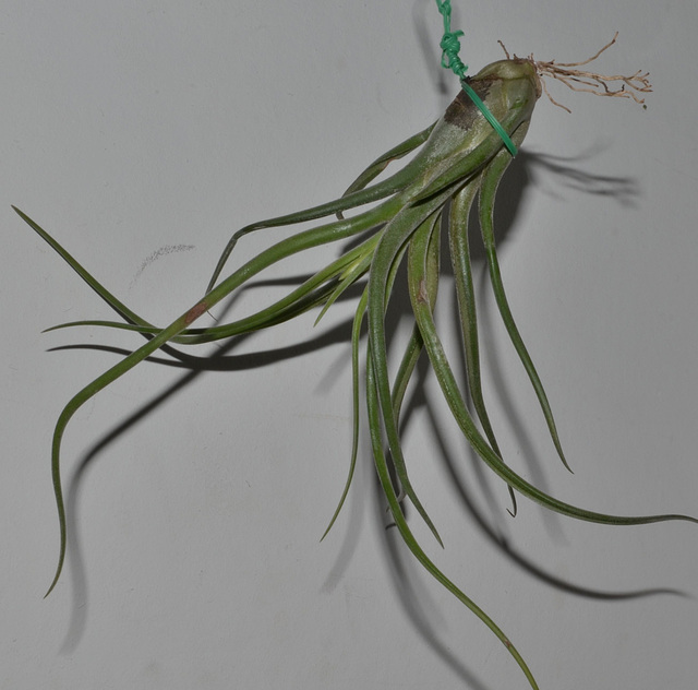 Tillandsia DSC 0489