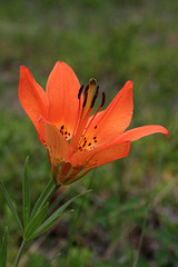 Wood Lily