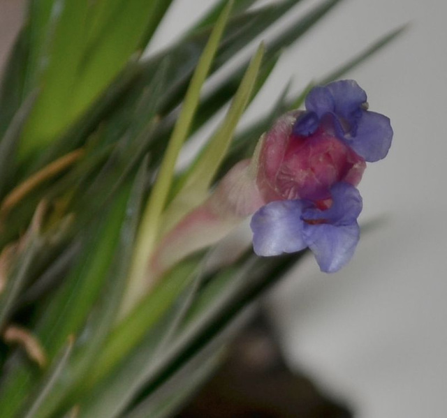 Tillandsia aeranthos DSC 0492