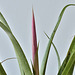 bilbergia nutans DSC 0105