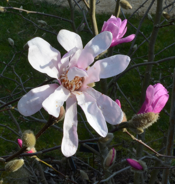 Magnolia loebneri 'leonard messel' DSC 0121