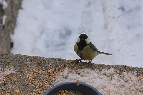 Mésange charbonnière