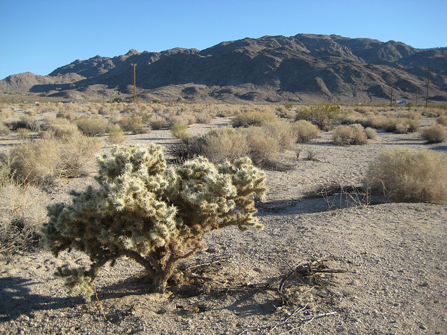 29 Palms 09