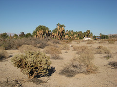 29 Palms 11