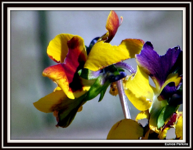 Pansy Picture