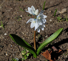 Puschkinia- Petites bulbeuses du jardin Henri Vinay