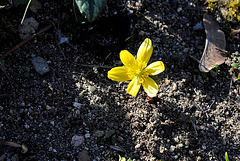 Petites bulbeuses du jardin Henri Vinay (3)