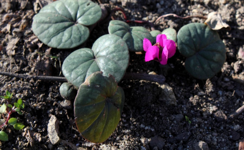 Cyclamen coum- Petites bulbeuses du jardin Henri Vinay (4)
