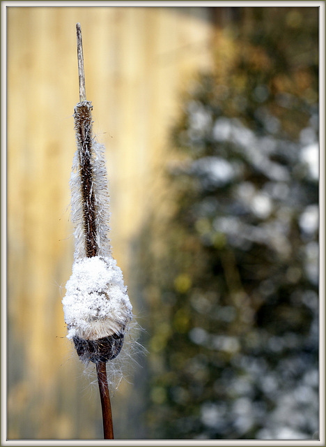 Typha Fernsehturm