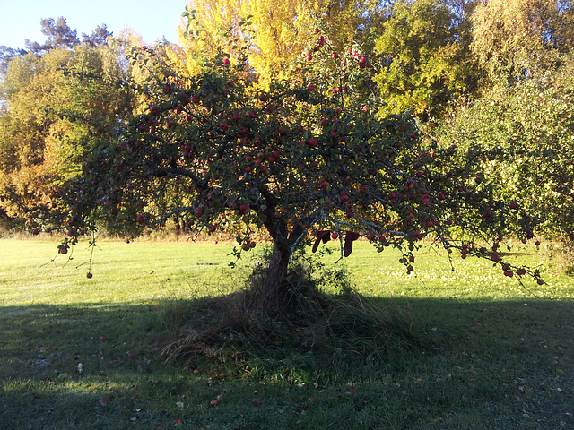 Winter apples Winter apples