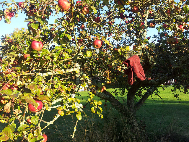 A pair of well travelled merino socks A pair of well travelled merino socks