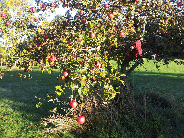 apple socks apple socks