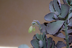 Kalanchoe