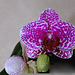 Phalaenopsis 'Wild Thing'