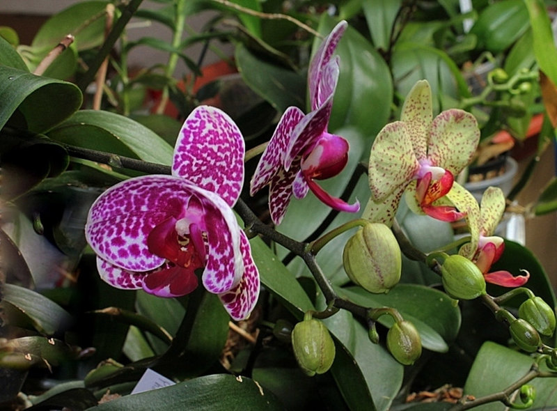 Phalaenopsis 'Wild Thing'