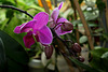 Doritenopsis taisuco 'Pixie'