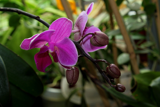 Doritenopsis taisuco 'Pixie'