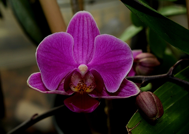 Doritenopsis taisuco 'Pixie' (3)