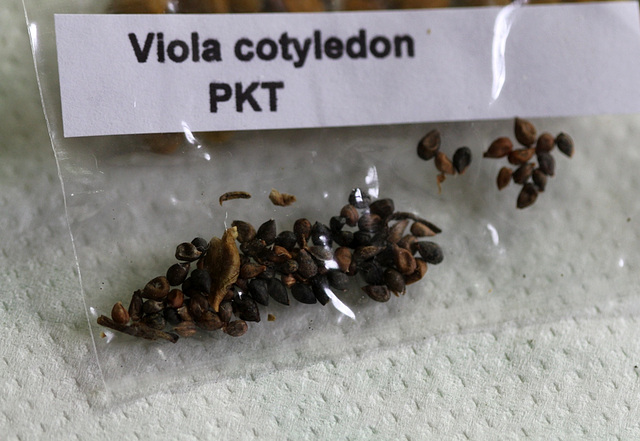Viola cotyledon