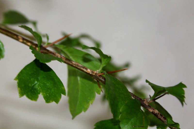 Duranta erecta- branche et feuille
