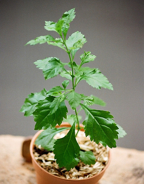 Duranta erecta- semis de 6 mois