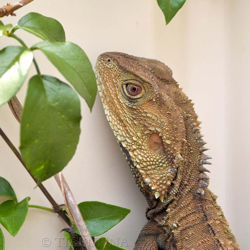 Portrait of a Dragon