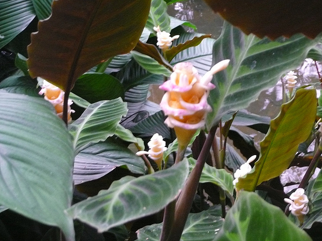 Zoo Leipzig - Blüte im Gondwanaland - 2 -