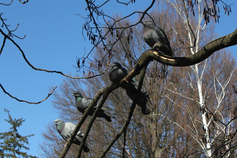 Les pigeons- Pour l'exposition.. tous les goûts sont dans la nature!!
