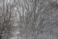 Schneegestöber - bourrasque de neige - snow flurry