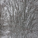 Schneegestöber - bourrasque de neige - snow flurry