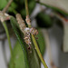 Hoya tsangii- pédoncules