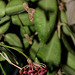 Hoya tsangii- pédoncules