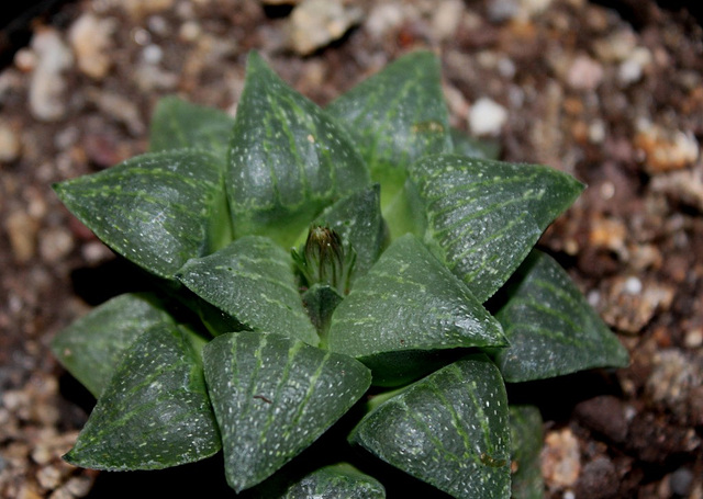 Haworthia pygmaea v. argenteo maculosa