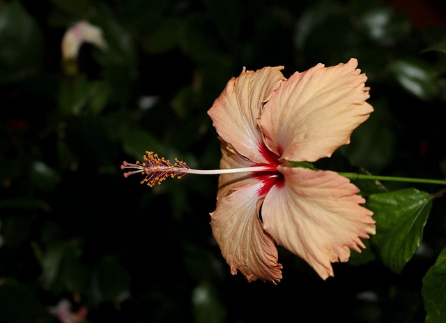 Hibiscus 'Fort de France'