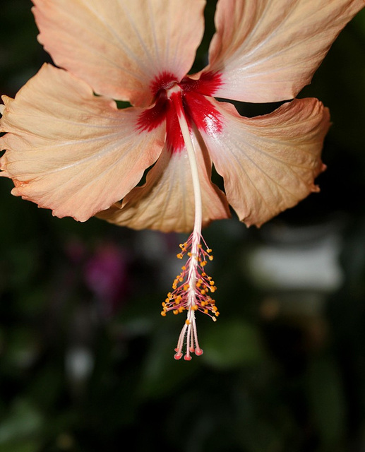 Hibiscus 'Fort de France'