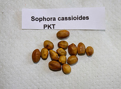 Sophora cassioïdes
