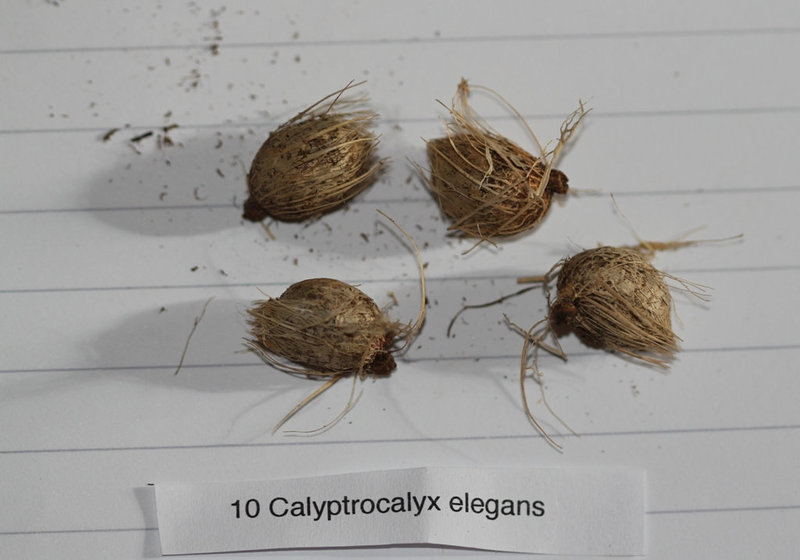 Calyptrocalyx elegans (2)